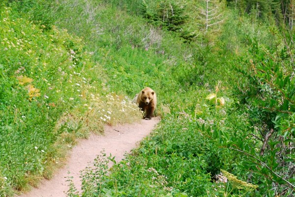 grizzly bears glacier national park