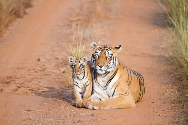 tigress cubs india