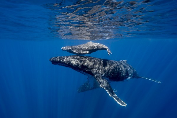 Humpback whale birth