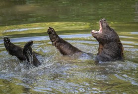 bear backyard pool