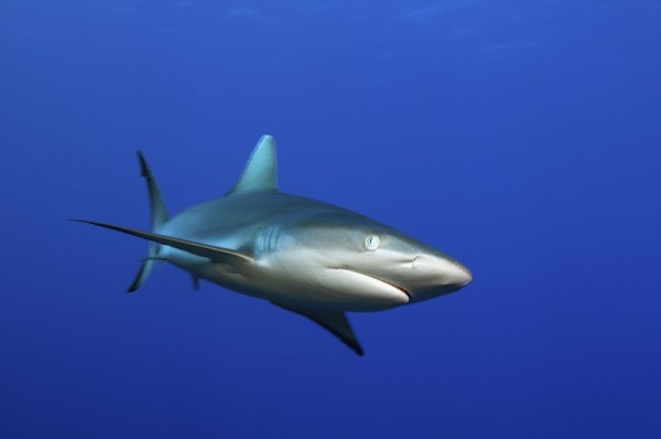 shark attack diver