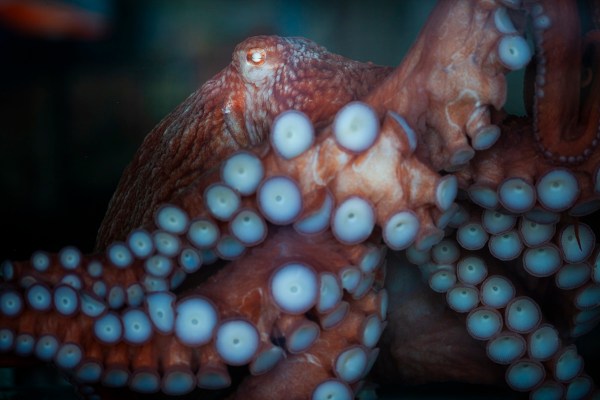 octopus fisherman