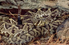 rattlesnake swim