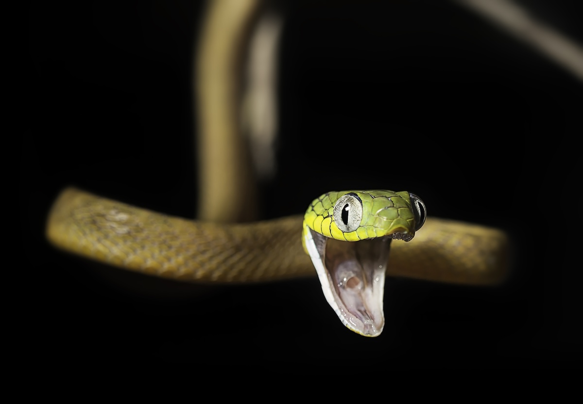 Featured Image