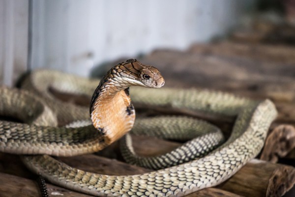 king cobra toilet